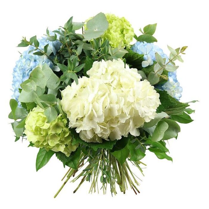 This image shows a sumptuous hand-tied hydrangea bouquet, styled in a rounded, abundant shape and set against a pure white background that echoes the calm, open skies above Epping. At the centre is a magnificent head of white hydrangea, its multitude of small, four-petaled florets overlapping to form a plush, cushiony orb. The white is warm and creamy rather than stark, giving the arrangement a soft, approachable feel. Surrounding this core are several generous clusters of sky-blue hydrangeas, each bloom composed of delicately ruffled petals that shift subtly from pale blue to slightly deeper tones, suggesting the natural variation found in well-tended garden shrubs. Interspersed at different levels are lime and light chartreuse hydrangea heads, their fresh, spring-green shades bringing a crisp brightness to the whole design. Flowing between the hydrangeas is an artful mix of greenery. Cool, silvery eucalyptus stems, with their small rounded leaves, curl gently outward, adding a slightly misty, blue-green cast and hinting at a light, aromatic scent. Darker, glossy foliage fills in the base and sides, giving the bouquet structure and framing the pastel flowers like a deep green hedge around a cottage garden. The stems are left exposed at the bottom, neatly aligned and tightly bound in the traditional hand-tied style often created for local homes and events in Epping. The controlled studio lighting casts soft, natural shadows, highlighting every fold and curve of the petals without harsh contrasts. With its tranquil palette of white, blue, and green, this bouquet would suit a wedding table at a country venue, a sympathy gesture, or simply a refined gift to brighten a home near Bell Common or the High Street.