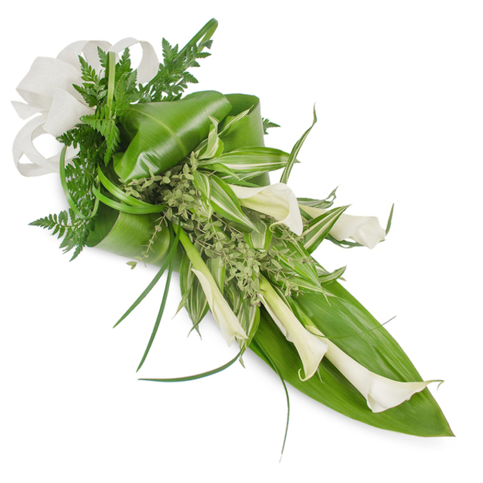 A sophisticated, elongated hand-tied spray laid against a pristine white backdrop, this arrangement balances crisp white calla lilies with an abundant variety of green foliage to create a refined, contemporary aesthetic. Several creamy callas, from open trumpets to tighter buds, trace a clean diagonal from the top-left toward the bottom-right, their smooth, waxy petals catching soft highlights that reveal delicate gradations of cream and ivory. Beneath and around them, broad, glossy tropical leaves provide a sculptural foundation-some neatly curled and folded to build volume-while slimmer, striped variegated leaves thread lightness and pattern through the centre. Sprays of small pale-green herbaceous foliage and spindly grass-like blades add texture and suggest an earthy, garden-fresh scent; feathery fern fronds tuck in to soften edges and deepen the composition. A substantial off-white fabric bow, with the woven character of linen or natural fibre, sits at the upper left and lends a restrained, elegant finish. The overall effect is calm, measured, and modern: suitable for a bridal party seeking minimalist refinement, an anniversary favour, or a dignified tribute at a service on Epping High Street or a reception near the town square. The clean lighting and precise placement echo the hand of an experienced florist-each stem chosen for line, balance, and lasting beauty-so the arrangement reads as both contemporary décor and a gentle, classical statement of solace.