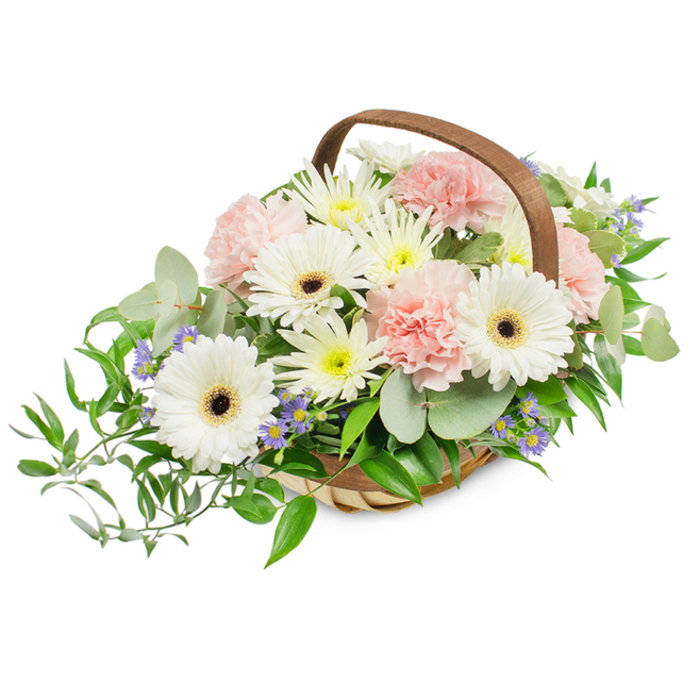 An elegant, hand-crafted basket arrangement that pairs classic whites and soft pinks with a verdant green foundation, composed to convey grace and quiet celebration. At the heart of the design are several pristine white Gerbera daisies, each with a striking deep brown to black central disc that anchors the eye and offers crisp contrast against the petals' luminous whiteness. Soft pink carnations sit in rosette-like clusters, their layered, ruffled petals bringing a gentle, romantic volume that complements the gerberas' structured simplicity. Interstitial spray blooms - small white and pale yellow, daisy-like chrysanthemums or asters - create a full, lush backdrop and provide textural variety, while tiny blue-lavender star-shaped accents are tucked among the foliage to lift the palette with cool notes. The supporting greenery is deliberately varied: rounded, silvery-green eucalyptus leaves introduce a modern, calming tone and a subtle aromatic lift, while darker green glossy ruscus cascades from the left side, lending the bouquet a graceful asymmetry and natural motion. All of these elements are arranged in a light wooden woven basket with a sturdy brown curved handle that frames the flowers and evokes traditional craftsmanship. Bright, even light in the image enhances the tactile details of petals and leaves, suggesting freshness and careful handling. Appropriate for occasions ranging from Mother's Day to a refined sympathy tribute, this composed basket would sit naturally among floral offerings in Epping's local shops and makes a considered, timeless gift for family and friends.