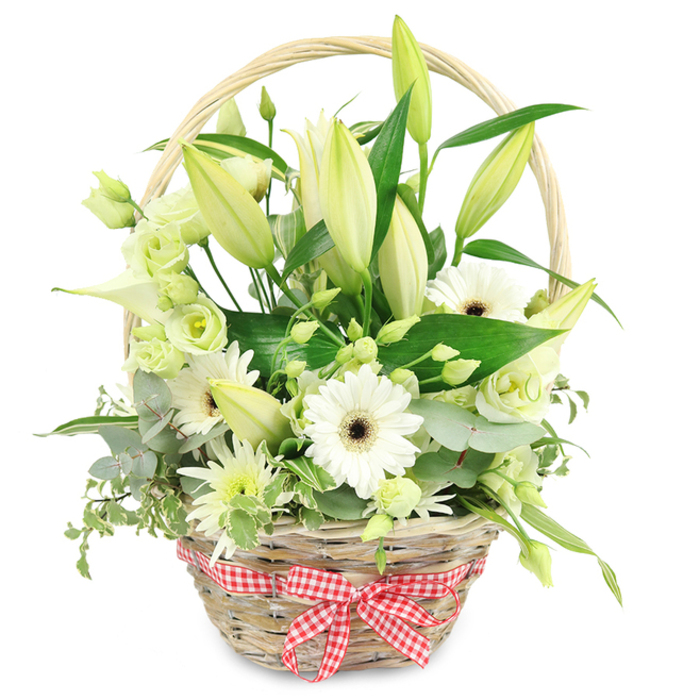 Set against a clean white background, a rustic woven wicker basket brims with fresh white and pale green flowers, arranged with the kind of care you'd expect from a local Epping florist who knows every lane and garden around the town. The basket is a light honey-brown, with its sturdy handle arching gracefully like a small bridge over the blooms. Around the front, a red and white checkered gingham ribbon is tied into a simple yet charming bow, recalling a relaxed picnic blanket spread somewhere near the edge of Epping Forest. Rising at different heights from the centre are numerous lily buds, their long, tapered forms a soft blend of creamy white and pale yellow-green, promising to open gradually and extend the life of the display. Among them, a handful of white Gerbera daisies stand proudly, each bloom with pristine petals radiating from a deep brown centre, creating a crisp contrast and a focal point that draws the gaze. Threaded throughout the basket are clusters of lisianthus in white and very soft green, their ruffled, layered petals giving the impression of miniature garden roses. A sculptural white calla lily, smooth and trumpet-shaped, tucks in elegantly at one side, adding a contemporary flourish. Dotted between these focal flowers are smaller, spiky white and green chrysanthemum-style sprays, which lend texture and fullness so that the arrangement appears abundant from every angle. Framing the blooms is an artful mix of green foliage: rounded, silvery eucalyptus leaves; variegated green-and-cream trails; and broad, deep green leaves that ground the entire design. The result is a serene, refined basket that suits anniversaries celebrated in cosy homes off Epping High Street, thoughtful thank-you gifts for neighbours near Bell Common, or a calm, uplifting presence in a reception area overlooking the Essex countryside.