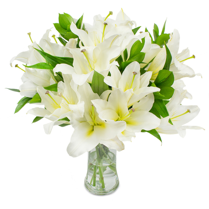 An expansive bouquet of fresh white lilies is presented in a clear, classically shaped glass vase, each blossom opening into multiple layers of pristine, satiny petals that curve outward with graceful symmetry. The white of the petals is bright and luminous, while the centres carry a soft, creamy-yellow to green wash that gives each throat a hint of warmth and dimensionality. Rising from the heart of many flowers are long, delicate stamens with pale greenish-yellow filaments and warm brown anthers, their textured tips visible against the smooth petal fields and occasionally dusted with fine pollen. Interwoven among the blooms are rich, lance-like leaves of deep green that lend density and a natural structural rhythm to the arrangement; their glossy surfaces catch subtle highlights, enhancing the bouquet's full-bodied appearance. The transparent vase holds clear water through which the pale green stems can be seen descending, emphasizing the careful trimming and freshness of the flowers. The composition is set on a pristine white ground, sharpening contrasts and bringing the lilies' sculptural beauty into focus. The scent suggested is a soft, floral sweetness that feels both uplifting and restorative. As a local florist in Epping, Flowers Epping often pairs this style with a thoughtful card for deliveries to nearby Theydon Bois, Loughton or the houses along Bell Common, where this quiet, elegant display complements both modern interiors and more traditional parlours. The arrangement conveys purity, grace, and calm-equally appropriate for refined home décor, a sincere sympathy tribute, or a tender gift marking new beginnings.