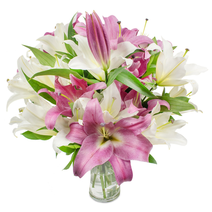 A richly layered bouquet of oriental lilies fills the image with a confident blend of creamy white and deep fuchsia blooms, photographed on a pristine white background so every petal and leaf reads clearly. The arrangement has a generous volume: many lilies are wide open in trumpet-like forms revealing their stamens-some with faint pollen dusting-while other flowers remain elegantly furled into elongated buds that promise gradual unfolding. The white blossoms show a soft, creamy tone with subtle yellow-green hints at the throat, and the magenta-pink flowers reveal velvety petals with paler veins and occasional creamy centers that catch the light, creating gentle highlights and shadowed recesses. Dark green, lance-shaped foliage is plentiful, slicing through the bouquet to add sculptural lines and a garden-fresh feel that complements the petals' softness. At the base, a simple clear glass vase sits at the frame's centre; its transparency offers a view of the trimmed, submerged stems and the clean water that sustains them. Even, bright lighting emphasizes petal texture, the gentle sheen on leaves, and the bouquet's three-dimensional depth, while evoking the soft daylight you might find drifting through a window near St John's Church or along Bell Common. This composition reads as elegant and considered-a floral statement suited for milestones, a thoughtful sympathy arrangement, or a housewarming present after a stroll through the nearby woodlands of Epping Forest.