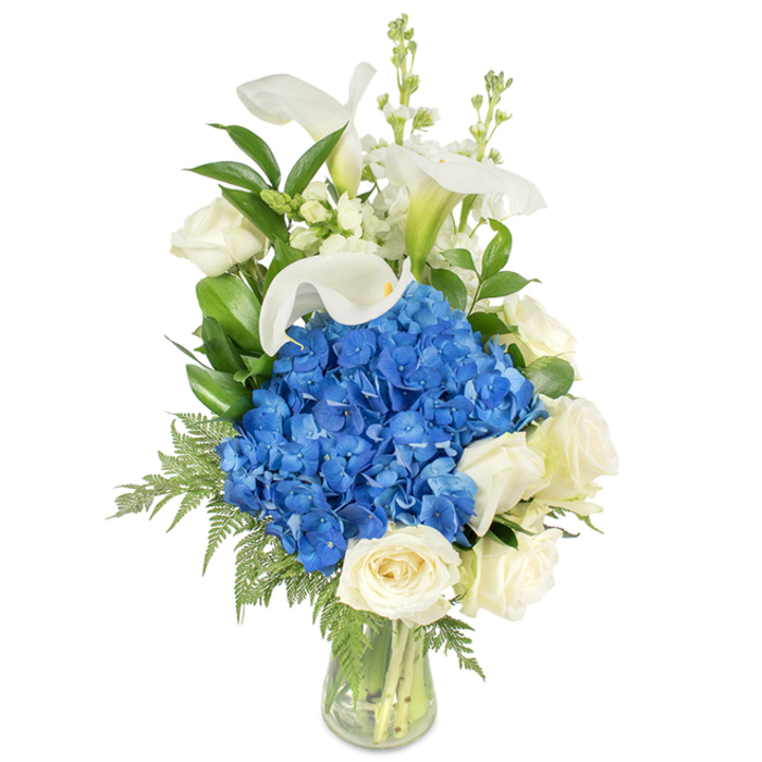 An elegant, vertically oriented floral arrangement is composed in a simple clear glass vase and set against a neutral white background that isolates its refined silhouette. The visual anchor is a compact globe of vivid blue hydrangeas, their many tiny florets forming a textured, velvety mass that commands the eye. Arrayed around and beneath this central cluster are creamy white roses in full bloom, each petal folding in soft, velvety layers to bring traditional romance and warmth. Sprays of sculptural white calla lilies rise above the core, their smooth trumpet-shaped blooms curving with understated drama and a hint of pale green at the throat. Interspersed among the primary flowers are vertical stems of delicate white stock or snapdragon-style flowers, lending a slender, rhythmic lift and a whisper of cottage-garden charm. The arrangement is grounded by lush foliage - broad, glossy leaves like salal or lemon leaf and airy, cascading fern fronds that soften the base and are visible through the clear vase with its neat, freshly trimmed stems.Rendered in soft, even light, the bouquet projects serenity and poise; its textures suggest a cool, subtle fragrance and the crispness of a morning delivery along Epping High Street or out toward the village lanes by Epping Forest. Perfect for uses ranging from thoughtful sympathy gestures to refined anniversary gifts or an understated centerpiece at a local gathering, the design balances dramatic blue with the purity of white blooms and the reassuring green of well-chosen foliage.