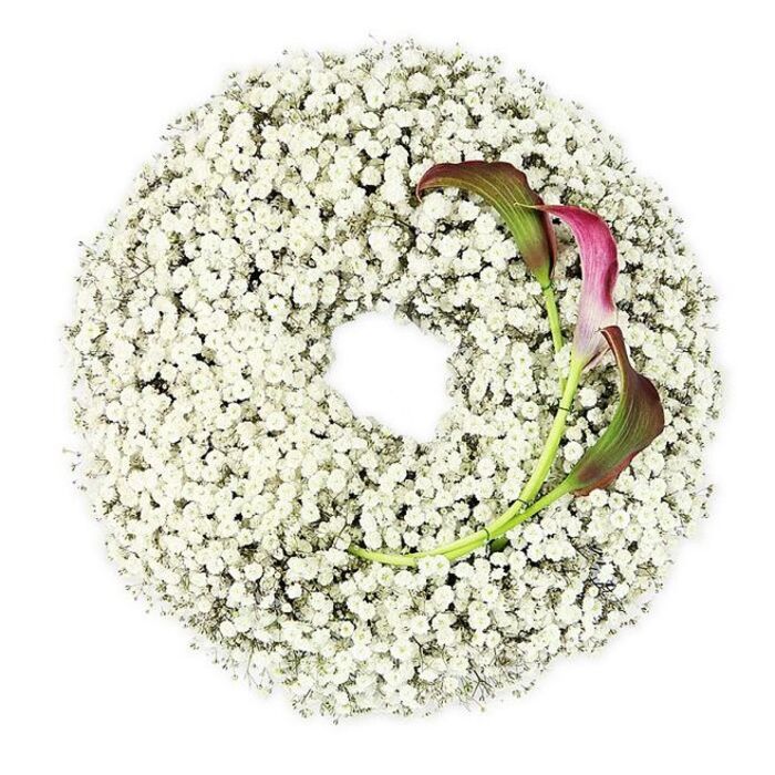 The photograph captures a close, overhead view of a finely crafted funeral wreath, its circular form seemingly carved from a dense cloud of Baby's Breath. Thousands of tiny white Gypsophila blooms crowd together in a continuous ring, each floret with its own minute stem and petal structure, giving the wreath a soft but intricate surface. The flowers are an almost pure white, with slight creamy undertones that appear where the clusters thicken, while gentle shadows between the blooms add a touch of grey depth. This mass of white forms an unbroken circle around a clear, empty centre, echoing the symbolism of eternity and the continuity of love. Against this ethereal white ring, two calla lilies are set into the upper right side of the wreath, standing out with deliberate contrast. Their smooth, sculptural spathes are rolled into elegant trumpets, with colour that begins as deep burgundy at the edges and gradually lightens into rich magenta, then merges into a subdued green at the base. The inner throats of the lilies appear shadowed and velvety, as if holding a quiet secret. Their sleek, green stems curve downward and tuck beneath the Gypsophila, giving the impression of secure, professional wiring and careful florist craftsmanship. The whole design rests on a stark white background, so there is nothing to distract from the interplay of texture and tone. It is the kind of refined tribute a family in Epping might choose for a farewell near the High Road or on the way back from the forest side of town, a wreath that feels modern yet timeless, suitable for honouring a cherished life with grace and understated beauty.