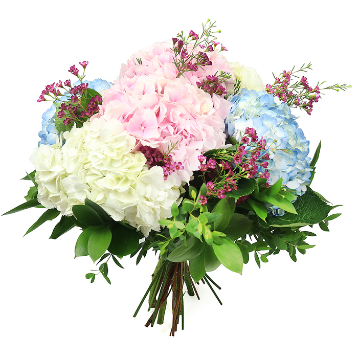 A softly radiant hydrangea bouquet is photographed against a spotless white background, every bloom arranged with the care you would expect from an experienced local florist in Epping. The composition is rounded and full, dominated by large, spherical heads of hydrangea in a soothing palette of pastel pink, pale sky blue, and creamy white. Each head is made up of countless small, four-petalled florets that sit tightly together, creating a luxuriously plush surface that looks almost cushion-like. The pink hydrangeas offer a gentle, romantic warmth, while the blue blooms lend a cool, relaxing note, balanced by luminous white flowers that brighten the entire arrangement. Threaded delicately between these generous clusters are slim stems of deep magenta or fuchsia filler flowers, likely waxflower, their tiny blossoms and fine greenery adding a light, airy texture and a touch of vibrant contrast. Encircling the bouquet is a generous layer of foliage in varying shades of green: broad, dark, glossy leaves form a sturdy base, while smaller, softer leaves soften the outline and create a natural, garden-picked feel, as if the stems had been gathered from borders near Epping Forest or local gardens around Coopersale. The stems beneath are clearly visible, gathered and tied tightly at the base to form a traditional hand-tied design that would sit beautifully in a clear glass vase on a kitchen table or hallway console. The bright, neutral background and gentle, even lighting draw the eye to every nuance of colour and texture, making this bouquet ideal for conveying quiet joy, thoughtful sympathy, or simple thanks to friends and family across Epping.