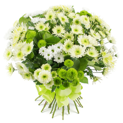 A lush dome of chrysanthemums, all in soothing shades of white, cream, and fresh green, is displayed against a bright white background that makes every bloom stand out with crystal clarity, like flowers laid near the market by Epping Station. The bouquet is densely packed, so that the surface appears almost cloud-like, formed mostly of medium to large chrysanthemum heads in soft white and warm cream. Their petals, fine and numerous, radiate from subtle greenish centres, creating layered rosettes that feel both traditional and reassuring. Between these sit countless tiny spray chrysanthemums, their petite white, daisy-style flowers gently softening the transitions from one bloom to the next and lending a light, almost whisper-like texture. Nestled throughout are striking lime green button chrysanthemums, small and perfectly round with tightly clustered petals that give a velvety, almost moss-like appearance. These vivid green accents dot the arrangement with cheerful energy, reminiscent of the first bright leaves in spring along the paths towards Epping Forest. Glossy, dark green foliage interlaces the flowers, not dominant but clearly present, providing depth and a sense of structure. The stems have been gathered with care, cut cleanly, and wrapped at the base with a broad, satin-finish ribbon in matching lime green, tied into a neat, multi-looped bow that sits snugly beneath the blooms. The result is a bouquet that radiates calm optimism and gentle renewal, suitable for a get-well wish in a local Epping home, a thoughtful thank-you, or a quiet, elegant gesture of support during more reflective moments.
