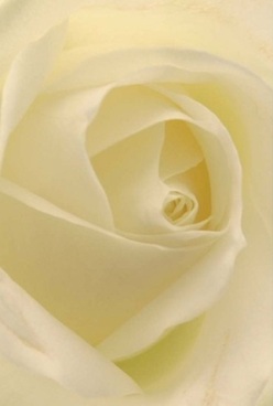 Captured in soft focus and gentle Epping daylight, the spirit of a classic rose is revealed in harmonious swirls of ivory and cream. Each layered petal, velvet to the eye, seems almost translucent-inviting the imagination to trace gentle lines around its natural spirals. The lighting is pure and diffused, bathing the creamy tones in a hush of serenity and evoking the calm often felt in Epping gardens at dawn. This evocative portrait holds the promise of new beginnings or silent support, whether presented as an anniversary tribute, gesture of sympathy, or token of devotion. Details emerge in every nuance-the hint of pale lemon along an inner edge, the warmth of diffused morning sun, the imagined scent both soothing and refined. For those in Epping seeking flowers that convey both depth and grace, this rose composition offers timeless beauty, a work of thoughtful artistry that speaks volumes without a word-always appropriate for the tender moments that shape our lives in this community.