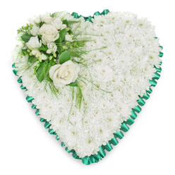 Serene white heart-shaped funeral tribute filled entirely with fresh chrysanthemums, designed in the gentle, thoughtful style often requested by families in Epping. The heart is generously carpeted with tightly clustered white chrysanthemum heads, their small petals overlapping to form a plush, pillow-like texture that suggests softness and quiet rest. No gaps break the surface; it is a continuous field of white, like untouched snow or a folded blanket of light. Framing the heart, a deep emerald green satin ribbon has been expertly pleated, each fold catching the light to create a subtle shimmer that outlines the shape with elegance and care. This border gives the design a composed, traditional feel, ideal for a service at a local church or crematorium around Epping or Loughton. In the upper left curve, a thoughtful accent spray brings gentle emphasis: open white roses with creamy centres, their petals curved and layered in perfect rosettes, sit among more delicate white blooms such as freesias, buds, or small filler flowers. Surrounding them, rich green foliage in both broad and feathery forms adds contrast and structure, some tendrils lightly brushing over the chrysanthemum base as if laid there by a passing breeze. Everything is presented against a clean, pure white backdrop so that the heart's form, colours, and textures remain the sole focus. The overall impression is one of quiet dignity and heartfelt affection, an arrangement that speaks softly of love, gratitude, and farewell, suitable for honouring a loved one's memory at a funeral, memorial, or graveside gathering in the Epping community.