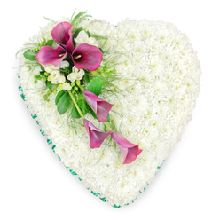Captured from a top-down angle against a bright, uncluttered white background, this heart-shaped floral tribute immediately conveys calm and tenderness. The generous heart form is completely covered with tightly massed, small white spray chrysanthemums, each flower head touching the next to create a plush, cloud-like texture that symbolises purity and peace. Around the outer edge, an emerald green ribbon runs in a smooth, continuous line, carefully folded to trace the heart's contours and giving the tribute a refined, almost framed appearance. On the upper left curve, a dramatic spray of deep fuchsia and magenta calla lilies provides a vivid focal point. Several of the lilies are fully open, their elegant, trumpet-shaped spathes wrapped around dark, velvety centres, while others trail downwards in more slender, partially opened forms, suggesting gentle movement across the white surface. Threaded between them are clusters of delicate white freesias or similar fragrant flowers, which echo the chrysanthemum base but with a looser, more fluttering petal structure. Rich green foliage, including broad, glossy leaves and lighter, feathery fern fronds, weaves through the arrangement, softening the lines and adding depth. It is the sort of thoughtful funeral heart a family in Epping might send to a chapel of rest or a service near Bell Common, created to sit quietly beside the coffin or on a stand, speaking of love without words. The colours, textures, and balanced composition come together to form a deeply respectful expression of sympathy and remembrance.