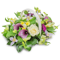 Displayed against a bright white backdrop, this refined funeral flower basket appears as if it has just been set down on a polished chapel table in Epping. The off-white, tightly woven basket with its smooth, arched handle cradles a rounded, abundant arrangement of fresh blooms. At its heart rests a prominent creamy white rose, the petals layered in a gentle spiral that feels both tender and serene, like a moment of stillness during a service. Two rich purple calla lilies curve upward from the composition, their sculpted, trumpet-shaped spathes bringing a sense of formality and elegance often associated with farewell tributes. Threaded throughout are delicate clematis-like flowers in soft lavender and pale lilac, each star-shaped bloom opening around a tiny yellow centre, creating the impression of a fine veil of colour resting over the design. Cheerful yet gentle pops of yellow, reminiscent of alstroemerias or freesias, brighten the piece without disturbing its calm mood, while small white blossoms tuck into the gaps to add nuance and softness. A single vivid magenta gerbera daisy emerges on the right-hand side, its radiating petals forming a powerful accent that suggests love and remembrance. All of this is nestled in lush greenery: broad, glossy dark green leaves and lighter, more feathery fronds that form a verdant cushion, echoing the natural beauty of nearby Epping Forest. Soft studio lighting creates subtle shadows and highlights the basket's texture, emphasising the skilled, layered floristry. This arrangement feels particularly fitting for expressing sympathy or offering comfort at a funeral or remembrance gathering in and around Epping, from local churches to quiet services held at nearby crematorium chapels.