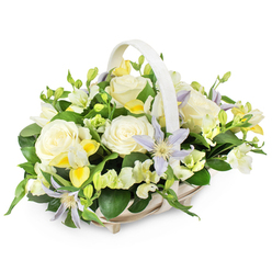A refined funeral basket arrangement sits against a pure white backdrop, its light wicker body and matching handle forming a gentle oval that seems to cradle the flowers within. Inside, the composition is full yet carefully balanced, as if an experienced Epping florist had taken time to consider every stem. Creamy white roses open in generous rosettes, their soft, velvety petals capturing the eye first and setting a tone of calm remembrance. Around them, delicate clematis in pale lavender and cool periwinkle tones unfurl their star-shaped petals, each bloom centred with a bright yellow-green eye that adds a subtle flicker of light. Smaller white and pale yellow freesia-like blossoms, some open and some still in tight buds, weave through the design in loose clusters, suggesting both the fragility and resilience of life. Ruffled white filler flowers tuck between the larger heads, enhancing the sense of lushness without crowding the arrangement. Layers of dark and mid-green foliage form a supportive base, with broad leaves and slender stems adding movement and natural texture, reminiscent of the greenery found in the lanes leading out towards Epping Forest. The palette of cream, white, soft yellow, and gentle lavender feels cool, peaceful, and respectful, making this basket ideal for funerals, memorial services, or as a condolence tribute delivered to a home near Bell Common or Theydon Bois. The overall mood is one of quiet strength and tender farewell, a thoughtful floral expression of sympathy and support.