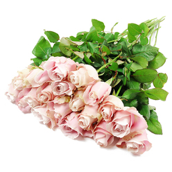 A softly lit bouquet of approximately two dozen blush pink roses is displayed against a pristine white background, as though laid carefully on a spotless table in a quiet Epping studio. The roses are long-stemmed and elegantly gathered, their heads clustered toward the lower part of the image, creating a rich pool of pastel colour that deepens toward the spiralled centers. The petals show a delicate blend of pale blush, cool dusty rose, and a suggestion of very light lavender where the folds overlap, capturing that fleeting moment when roses are just beginning to unfurl. Some flowers remain tight and bud-like, full of contained energy, while others have opened a little further, revealing layered whorls of petals that invite closer inspection. Surrounding the blossoms, abundant dark green leaves with a smooth, slightly waxy surface add a grounded, natural frame, making the pink tones appear even softer by comparison. The long stems extend toward the top of the image, aligned but not rigid, suggesting the careful work of a skilled florist who values simplicity and poise. Gentle, even lighting reveals every curve and edge without harsh shadow, contributing to an atmosphere of peace and reflection. This bouquet feels like a quiet, respectful gesture, suitable for offering sympathy to a family in Epping, perhaps after a service near St John's Church or a walk through Epping Forest to remember a loved one. The roses carry a message of love, remembrance, and gentle support, ideal for condolence flowers or thoughtful funeral tributes.
