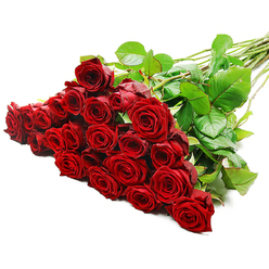A sumptuous bouquet of freshly cut red roses fills the image, the stems laid on a pristine white surface so that the blooms appear to spill towards the viewer like a romantic gesture paused in time. Around two dozen or more long-stemmed roses are gathered into a generous cluster on the left-hand side, their heads tilted at slightly different angles, each blossom wrapped in layers of velvety, crimson petals. The petals themselves are tightly held at the centre, gradually unfurling towards the outer edges where their gentle curves catch the light, suggesting the kind of lush, premium roses used for special celebrations across Epping. Between the flower heads, healthy dark green leaves add texture and depth, their smooth surfaces catching subtle highlights in the bright, even lighting, much like sunlight glancing through the trees along Epping Forest. The stems extend diagonally towards the right, straight and sturdy, their natural thorns faintly visible and lending an authentic, freshly gathered feel. The white background isolates the arrangement, intensifying the vivid red tones and drawing the eye to the romantic drama of the bouquet. There is a sense of anticipation, as though the flowers are waiting to be wrapped and sent out for same-day delivery to a home near Bell Common or a cosy restaurant off the High Road, ready to mark an anniversary, a proposal, or an important apology. Every detail-from the lush bloom size to the polished greenery-speaks of careful floristry, designed to convey deep affection and timeless devotion without a single word.