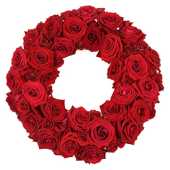 From the workshop at Flowers Epping, a stunning wreath of deep red roses commands the frame, resting against a pristine white backdrop that makes every petal glow. The circular form is painstakingly dense: dozens of roses, in varied stages of bloom, press shoulder to shoulder, from grand, fully opened heads with velvety layers to small, tightly furled buds that promise future lushness. The result is a plush, tactile surface-rich crimson from edge to center, with slight natural variations that preserve the garden's heartbeat. Each petal curves and folds with quiet elegance, their satin texture catching the light and inviting a gentle touch in imagination. The white background isolates the craft, letting the depth of colour and the symmetry of the ring speak with clarity. Symbolically, red roses convey love, respect, remembrance, and admiration; this wreath embodies those emotions in a form that remains timeless and versatile, whether gracing a doorway, a memorial setting, or a ceremonial display. Crafted for the discerning customer in Epping, this piece is built to travel gracefully: stems wrapped and anchored, the head arranged to maintain balance even when viewed from every angle, so it reads as a continuous circle of devotion. The fragrance of the roses mingles with the room's air, a light perfume that hints at garden afternoons. For occasions in our town-romantic celebrations, commemorations, or seasonal deco-this wreath offers a refined focal point, ready for delivery to homes and venues across Epping on the same day if required, from the High Street to any quiet corner near the town's parks. The stark white backdrop isolates the crimson and the craftsmanship, ensuring it remains the undeniable star, a testament to dedicated floristry and the care we invest in every bloom.