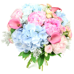 Captured against a pure white background, this round, hand-tied bouquet feels like a soft breath of spring drifting in from the edge of Epping Forest. At its heart, large clouds of powder-blue hydrangeas form a plush, pillowy base, each tiny floret catching the light to create subtle shifts of blue and lavender. Interwoven with these are opulent pink peonies, their full, ruffled heads rolling from gentle blush to brighter candy-pink, giving the arrangement a romantic, almost storybook charm. Among the larger blooms, petite roses in shell-pink and creamy butter-yellow are carefully tucked, their smaller, tighter spirals bringing fine detail and a classic garden-rose character reminiscent of cottage borders along streets near Epping Station and Theydon Bois. Slender calla lilies in rich coral-pink emerge in graceful arcs, their smooth, trumpet-shaped petals adding a contemporary touch and a sense of movement, as if the flowers are stretching gently toward the light. Silvery-green dusty miller foliage, soft and velvety to the eye, cools the palette and frames the brighter tones, while darker green leaves give structure and volume. Bound stems peek from the base, suggesting a freshly made bouquet, ready for same-day delivery around Epping for birthdays, engagements, or simple "thinking of you" moments. The composition balances youthful energy with serene elegance, offering a scented, textural experience that feels both luxurious and welcoming.