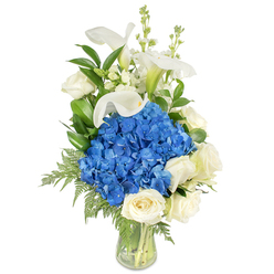 A refined floral composition stands tall in a clear tapered glass vase, photographed against a pristine white field so every texture and tone is evident. Dominating the silhouette is a dense, rounded mass of royal blue hydrangeas - their clustered petals feel almost plush and create an immediate, cool-hued anchor for the design. Surrounding this core are fully open creamy white roses, their velvety spirals softening the arrangement with a classic, tender presence. Above and among the hydrangeas, pristine white calla lilies lift like porcelain sculptures, their trumpet forms adding vertical grace and a subtle, architectural line. Delicate white snapdragons or stock-like spikes peek through to provide airiness and a touch of old-fashioned garden charm. Throughout, glossy dark green leaves (likely salal or lemon leaf) and lighter, feathery fern fronds (similar to leatherleaf) weave between blooms, their textures framing the flowers and trailing slightly into the vase where the fresh stems are visible in clear water.As a local arrangement tailored for Epping occasions, this bouquet carries a quiet, comforting mood - ideal for sympathy, a tender anniversary, or as a dignified centerpiece for a small reception near Epping Station or the market on the High Street. Crafted with the kind of attention to balance and freshness we aim for at Flowers Epping, it reads as both elegant and approachable, with cool blue and crisp white tones that evoke calm mornings beneath the trees of Epping Forest.