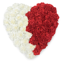 Seen from above, this heart-shaped floral art is lovingly composed of densely packed carnations, each bloom carefully positioned to form a bold, two-tone motif. The left half is a field of creamy, near-white carnations whose frilled petals fold into soft waves, offering a gentle, comforting texture that reads as peaceful and pure. The right half answers in deep, resonant red carnations, their layered petals creating a lush, warm surface that suggests passion and steadfast devotion. The two halves meet along an organic, slightly wavy vertical line that alternates between smooth curves and tiny points, producing a visually pleasing seam where the colours converse but do not blend. Soft, studio-style lighting bathes the heart, making the ruffled edges and subtle shadows of each carnation visible while the plain white background keeps the viewer's attention on colour and form. I imagine this piece crafted in our Epping workshop, born out of late-morning light filtering through a High Street window and the hush of Epping Forest beyond; it has the quiet intention of a tribute, meant to communicate lasting love or consolation at a funeral, memorial, or civic commemoration. The scent of fresh carnations-a gentle, clove-like spice-seems to linger in the air we pictured while arranging it. The arrangement's balance of tenderness and intensity makes it suitable for occasions where emotion, respect, and local connection matter: a dignified, handcrafted statement from Flowers Epping for families and communities in and around Epping.