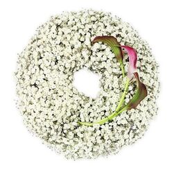A softly lit image presents a circular funeral wreath, built almost entirely from delicate white Baby's Breath, set against a crisp white backdrop so that the flowers seem to float. The Gypsophila forms a thick, cloud-like ring, each tiny blossom with its own subtle shadow and highlight, creating the impression of light mist gathered into a halo. The surface of the wreath is rich and textured: some clusters sit slightly higher, catching more light, while others recede into a whispery depth, suggesting both fragility and endurance. The central opening is perfectly round and empty, a calm, clear space that lets the eye rest before travelling back across the snowy ring of flowers. Nestled in the lower right quadrant, two graceful calla lilies introduce a deep, emotional note. Their elegant, rolled petals are shaded in tones of burgundy and dark magenta, like a glass of red wine held up to the evening sun, then gradually fade into olive and fresh green near the stems. These stems bend in a gentle arc, disappearing into the Baby's Breath, as though the lilies have grown from within the wreath rather than being placed there. The interplay between the soft, innocent white Gypsophila and the rich, contemplative hues of the callas creates a poignant balance of purity and passion. It feels like a design a careful Epping florist might craft for a memorial service at All Saints or a quiet gathering after a goodbye at the local crematorium, a wreath that speaks without words to families walking back past the edge of Epping Forest, holding their memories close.