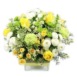 A full, rounded bouquet of yellow, white, and green flowers is presented in a modern square glass vase, set against a clean white backdrop that lets the colours glow. Central to the design are rich yellow roses, some open wide to reveal their spiral of petals, others still half in bud, giving a sense of life and movement. They are surrounded by smaller yellow spray roses, which cluster together to create pockets of sunshine between the other blooms. White pompom chrysanthemums, with their neat, ball-shaped heads and densely layered petals, add soft volume and structure. Threaded through these are vivid lime green button chrysanthemums, their compact, globe-like forms catching the eye and echoing the natural vibrancy of early spring foliage around Epping Forest. Larger, frilled pale green flowers-similar to green carnations or decorative green mums-introduce a feathery texture that softens the arrangement. The bouquet is underpinned by generous greenery: broad variegated leaves edged in cream, slender dark green stems, and fine filler foliage that frames the flowers and fills any small gaps, giving a luxuriant, finished look. Tiny white filler blooms, like scattered stars, are tucked among the petals to add lightness and detail. The clear glass vase shows the neatly trimmed stems and is wrapped at its centre in a textured band of natural fibre, topped with a band of bright lime ribbon, tying the colour story together. This floral design conveys optimism and comfort-perfect for brightening a hallway in Epping, sending congratulations to a nearby office, or placing on a dining table for a relaxed weekend lunch at home. 