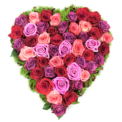 A dense, heart-shaped tribute of roses fills the picture plane, each bloom deliberately nestled to create an uninterrupted field of petals that glows against the white backdrop. The palette moves with graceful intention: centre notes of darkest crimson and scarlet give the piece weight and ardour, while clusters of soft blush, coral-pink, and vivid magenta ripple outward, lending warmth and movement. Interwoven throughout are cooler lavender and mauve roses, their subtle purple tones folding into richer plum at the edges, which gives the eye places to rest. The flowers are tightly packed-no gaps-so the heart reads as a single, tactile surface of velvet petals, each bloom open enough to reveal layered spirals yet still holding a guarded centre. Encircling the heart is a slender border of fine, springy greenery, almost moss-like in texture, that frames and lifts the roses, offering a fresh, verdant contrast and a suggestion of renewal. In soft daylight the petals appear luminous, their edges catching a gentle sheen; the air would carry a layered scent of rose oil mingled with damp green leaves. As someone who crafts floral work for wakes, anniversaries and Valentine's gestures around the lanes of Epping and the nearby Meadows, I feel this arrangement speaks to both solace and celebration-an eloquent, handcrafted emblem of love and remembrance for any intimate occasion.