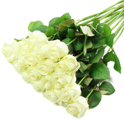 An abundant bouquet of white roses stretches diagonally across a spotless white background, evoking the tranquil elegance of a freshly arranged display on an Epping florist's workbench. The rose heads are gathered in a generous mass at the lower left, creating a soft, cloud-like cluster of creamy white blooms that gradually opens into classic rose spirals. Each flower looks freshly cut, the petals smooth and velvety, with the innermost whorls still held in a gentle embrace. Here and there, a whisper of pale green at the petal bases hints at crisp new growth, like the first buds you see along the lanes leading out towards Epping Forest. Long, firm stems sweep to the upper right, forming a graceful diagonal line that gives the arrangement a sense of quiet movement and fullness. The stems are clothed in deep green leaves, some edged with a faint red flush, all appearing robust and perfectly hydrated, as you would expect from roses prepared for same-day delivery across Epping, Loughton, and the surrounding villages. The clear, even lighting casts no strong shadows, instead illuminating every fold and curve, allowing the contrast between the luminous white petals and the rich greenery to stand out. The overall effect is serene and contemplative, ideal for moments when words feel inadequate: a bridal bouquet in tones of pure simplicity, a respectful sympathy tribute, or a gentle, heartfelt gift sent from afar to remind someone in Epping that they are loved and remembered. The bouquet carries a timeless message of peace, dignity, and enduring affection.