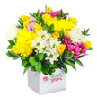 A bright, joyful bouquet forms a rounded canopy of colour above a modern white square box, all set against a pure white background that makes the flowers look almost luminous. The central impression is one of sunshine and happiness: golden yellow chrysanthemums with densely packed petals mingle with petite yellow spray roses, some in tight buds and others just opening, giving a sense of freshness and unfolding life. Threaded through the yellows are cool white chrysanthemum daisies with crisp petals and green button centres, alongside plumper white chrysanthemums that add a soft, cloud-like volume to the design. Between these lighter tones, rich fuchsia and magenta chrysanthemums create vivid accents, their layered petals ranging from deep berry shades to softer, almost blush-pink highlights, suggesting a playful, modern style you might see in one of the independent cafés off Epping High Street. Deep green, slightly glossy foliage fills the gaps, its sturdy leaves curving around the blooms and anchoring the composition much like the greenery that edges the paths of Epping Forest. The container is a simple, unadorned white cube, giving the arrangement a clean, contemporary profile and ensuring the colours above are the main focus. Each stem appears intentionally placed, revealing a florist's careful touch and an eye for offering good value without sacrificing impact. This composition feels ideal for lifting someone's spirits, marking a low-key birthday, or sending an affordable thank-you across Epping and nearby areas, radiating the kind of easy warmth that brightens a room on even a grey Essex day.