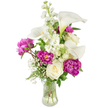 A luminous studio-style photograph of a refined bouquet set upright in a clear, fluted glass vase, captured against a clean white background. The arrangement pairs cool, creamy whites with a deep magenta-pink, beginning with several sculpted white calla lilies whose smooth, trumpet-shaped spathes curl with a faint green-yellow wash near their throats. Rich magenta peonies with lavish, ruffled petals form plush focal points; two fully open blooms sit low and full while a tight bud above promises more colour to come. Nestled among these are classic ivory roses with tightly furled centers, lending a gentle, traditional softness. Vertical sprays of fragrant white stock rise through the middle, their clustered blossoms adding height and a subtle cottage-garden texture, while airy clusters of baby's breath dust the bouquet like tiny stars. A mix of ferny fronds and broader green leaves grounds the composition, the transparent vase revealing clean stems and water that speak to freshness and careful handling. The lighting is soft and diffused, catching petal edges and casting delicate shadows that make the magenta seem to glow against the neutral whites. As a local Epping florist might describe it, this bouquet carries the scent of early summer - a faint leafy green tang and powdery floral sweetness - and suits intimate dinners, thoughtful thank-you gifts, or a refined centerpiece on Market Square. For residents near Epping Forest and the High Street, the piece reads as quietly celebratory, crafted with measured movement and the attentive placing of each stem.