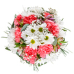 This bouquet from Epping captures the radiant essence of spring's renewal, expertly arranged to inspire joy and serenity for local homes. At its vibrant core, bright white daisies with lime-green hearts shimmer among textured mounds of coral-pink carnations, each ruffle adding a soft, fluttering dimension reminiscent of wildflowers spotted along the footpaths of Epping Forest. Wisps of delicate gypsophila scatter among the blossoms like early morning mist, infusing the bouquet with a dreamlike airiness. Subtle blush alstroemeria buds and sprigs of eucalyptus peek through, their gentle aroma and pink-lavender tones balancing the fresher greens and lively corals. The overall palette is bright yet tender-ideal for marking meaningful occasions, from Mother's Day to heartfelt congratulations, or simply brightening a loved one's spirits on a cloudy Epping afternoon. Crafted with devotion by local florists, the arrangement feels tranquil yet exuberant, embodying the community's appreciation for beauty and thoughtful gestures. Its isolated white background ensures each petal and leaf is shown in its purest form, perfect for showcasing Epping's floral artisanship in delivery, editorial, or online display.