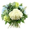 A beautifully composed hydrangea bouquet fills the frame, photographed against a pristine white background that makes every gentle shade of blue, white, and green stand out clearly, like a fresh arrangement just carried in from an Epping garden. At its core is a large, rounded head of creamy white hydrangea, so densely packed with tiny petals that it forms a lush, cloud-like centrepiece. Clusters of pale sky-blue hydrangeas surround it, their petals softly layered and subtly variegated, bringing a cool, calming note reminiscent of early morning light filtering through the trees in Epping Forest. Nestled among them are rounded blooms of delicate lime and chartreuse hydrangeas, whose bright, grassy tones add a lively, uplifting spark to the palette. Woven through the bouquet is a generous selection of foliage that enhances its natural feel. Sprays of silvery eucalyptus, with their smooth, rounded leaves, extend gracefully beyond the hydrangea heads, adding a modern, airy touch and suggesting a fresh, clean fragrance. Deeper green leaves, slightly more pointed and glossy, sit closer to the stems, providing depth, contrast, and a sense of fullness. The stems of the flowers and greenery are clearly visible at the base, carefully aligned and tied in a classic hand-tied finish, exactly as a local florist might prepare it for delivery to homes around Epping, Coopersale, or Thornwood. Soft, even lighting ensures the colours remain gentle yet vivid, and the overall impression is one of quiet elegance and freshness, perfect for marking celebrations, welcoming a new baby, or offering a soothing, thoughtful gesture.