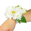 A pristine white wrist corsage rests gently on a light-toned forearm against a clean white studio backdrop, the composition focused on natural texture and quiet elegance. At its centre sits a large, immaculate white Gerbera daisy whose many crisp, satin-like petals fan outward from a bright yellow-green, slightly textured disk that catches the light like a tiny sun. Surrounding the Gerbera are clusters of soft, fluffy white spray chrysanthemums and a few creamy lisianthus buds and open blooms, their ruffled forms creating a multi-layered, romantic silhouette that reads like a small garden captured on the wrist. Deep emerald-green Ruscus leaves and broader glossy foliage tuck in behind the flowers, their cool sheen and firm structure providing a vivid contrast to the pale blossoms and anchoring the design along the forearm. The blooms are bound to the skin with a delicate multi-strand band of luminous white faux pearls that loop gracefully around the wrist, the pearls' gentle sheen lending vintage charm while the elasticised construction keeps the arrangement secure and comfortable. Soft, indirect lighting reveals the velvety texture of the petals and the subtle veins of the leaves, and if you imagine leaning in you sense a light, green-floral aroma - fresh-cut stems with a faint, grassy sweetness. This timeless corsage, perfect for weddings, proms, graduations, or a thoughtful gift, conveys purity and understated confidence. A florist in Epping might recommend it for bridesmaids walking through Epping Forest or for prom photographs on the High Street, where its clean white palette reads beautifully against traditional formalwear and pale summer skies.