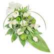 A long, elegant sympathy spray in serene whites and fresh greens, photographed against a clean white backdrop to show every texture and curve. At first glance the composition reads as a gentle cascade: creamy white roses in stages from tight bud to fully unfurled, their satiny petals catching soft studio light, sit alongside sculptural white calla lilies whose trumpet-shaped forms lend a quiet modernity. Scattered through the design are small, lime-green button chrysanthemums-textured, spherical accents that bring a lively, almost mossy contrast to the smooth whites. Delicate clouds of baby's breath (Gypsophila) weave between the focal blooms, their tiny, white florets adding an airy, apologetic softness. The foliage is layered and thoughtful: deep glossy green leaves create a dense, grounding base; variegated leaves with crisp white stripes introduce a cool, painterly contrast; feathery fern fronds at the top offer a woodland whisper. Two long, bright green blades of foliage arch gracefully over the arrangement, introducing movement and a contemporary silhouette, while the whole spray tapers to a broad, polished green tropical leaf that forms a sleek pointed tail on the lower right. A cream satin ribbon, tied into a subtle bow at the upper left, gives the piece a formal, comforting accent. The scent is suggested rather than overpowering-a faint, clean rose perfume with green, leafy notes-appropriate for a funeral or memorial. As a local florist mindful of Epping's quieter moments near the Forest and High Street, this spray is composed to convey respect, calm, and remembrance, crafted to sit beside a coffin or at a graveside with dignity and understated grace.