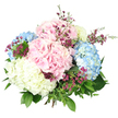 This photograph features a hand-tied hydrangea bouquet standing alone against a pristine white background, allowing the colours and forms of the flowers to take centre stage. The design is dominated by large, rounded heads of hydrangea in three key pastel shades: tender blush pink, calming baby blue, and soft creamy white. Each head is made up of many small, closely gathered florets, creating a plush, almost cloud-like texture that appears both full and airy. The pink hydrangeas lend a gentle romantic feel, the blue blooms evoke a sense of peace like a clear sky over Epping Forest, and the creamy white flowers add a clean, luminous accent. Between these main blossoms run sprays of fine, deep magenta and purple filler flowers, probably waxflower, whose minute, starry petals provide a vivid contrast and a hint of wild meadow charm. The bouquet is wrapped in an abundance of fresh greenery, with darker, broader hydrangea leaves and thinner, paler stems that help give structure and a freshly picked-from-the-garden impression. Light falls evenly across the arrangement, catching the subtle veining of each petal and the gloss on the leaves, while shadows remain soft and unobtrusive. The stems are gathered firmly at the base, mostly hidden by the mass of blooms, suggesting a professional, hand-crafted finish from a local Epping florist. The overall mood is elegant, serene, and quietly celebratory, ideal for marking milestones, expressing gratitude, or simply bringing a breath of garden freshness into homes across Epping.