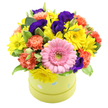 A playful, lime green hatbox dotted with delicate pastel blue and white polka dots cradles a lush, rounded bouquet that seems to spill over the rim with colour and joy. The flowers are arranged in a tight, dome-like shape, giving the impression of a miniature garden carefully gathered and presented as a single, generous gift. Front and centre, a large pink gerbera daisy takes pride of place, its broad, smooth petals circling a fresh green eye, like a bright smile offered across a table in a cosy Epping café. Clustered close around it, small yellow daisies or chrysanthemums beam with a soft, sunny radiance, their tidy petals echoing the carefree feeling of a stroll along Epping High Street on a clear day. Coral and orange carnations add a deeper, more grounded warmth; their many ruffled petals are layered like fine fabric, creating a soft, touchable texture that contrasts beautifully with the daisy-like blooms. Tucked between these warmer shades, deep purple and indigo lisianthus flowers lend a note of elegance, their velvety petals folded into gentle curves that give the arrangement depth and sophistication. Threads of rich green foliage, along with a few variegated leaves edged in pale cream, weave throughout the bouquet, lightening the overall palette and adding a sense of natural freshness, as though the stems were gathered from gardens near Epping Forest. Photographed against a spotless white background, the colours appear extra vivid and crisp. This hatbox arrangement feels perfectly suited to marking birthdays, sending get well wishes, or brightening a new home anywhere across Epping, Coopersale, or nearby villages, bringing a burst of happiness and thoughtful care into everyday spaces.