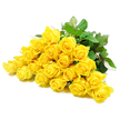 In this carefully composed photograph, a generous sweep of around two dozen yellow roses stretches horizontally across a spotless white background, as if resting on the counter of a trusted Epping florist. The roses are the clear focal point, packed closely together so that their velvety heads create a continuous river of golden colour. Some flowers are still partly closed, with neat spiral centres, while others are more open, their petals softly curving outward in delicate layers that catch the light. The shade of yellow is bright but not overpowering, more like gentle morning sunshine than midday glare, conveying a sense of quiet reassurance that feels appropriate for sympathy flowers sent to families around Epping, Loughton, or nearby villages. Around the blooms, deep green leaves fan out, their edges slightly serrated and surfaces smooth, adding texture and depth that frames the roses beautifully. Slender stems and the occasional thorn are visible, a reminder of the roses' natural origin and the care taken in their preparation. The lighting is soft and evenly spread, eliminating harsh shadows and allowing every petal and leaf vein to be seen clearly, which gives the bouquet a serene, almost meditative quality. While yellow roses are often linked with friendship and gratitude, here they also suggest a gentle farewell, an expression that life and light continue even in moments of loss. The image feels like a tender tribute, ideal for a sympathy arrangement that offers comfort, support, and a touch of brightness on a difficult day in the Epping community.