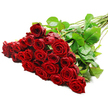 A luxurious bouquet of long-stemmed red roses is shown resting diagonally across a pristine white surface, as if just set down on a table in an Epping home before being presented to someone special. On the left, the rose heads are gathered into a dense, abundant cluster, likely two to three dozen blooms, each one displaying tightly layered petals in a deep, velvety crimson. The blossoms overlap and nestle into one another, creating a sea of rich red tones that suggests intensity, romance, and thoughtful planning. The petals catch the bright, even lighting with a soft sheen, highlighting their smooth texture and the gentle spiral pattern at each flower's centre. Between the roses, dark green foliage emerges in small bursts, leaves glossy and firm, offering a cool counterpoint to the warmth of the red. From this lush mass of flowers, the long, straight stems stretch out towards the upper right corner of the image, lined with the occasional thorn and dotted with more leaves, giving the arrangement a freshly cut, natural feel. The minimalist white background provides no distractions, much like a blank canvas, allowing the roses themselves to become the sole focus, just as they would when delivered to a restaurant near Epping Forest or a quiet home off Theydon Road. The mood is decidedly romantic and heartfelt, suited to anniversaries, proposals, or simply expressing love in a grand, unmistakable way, as though the bouquet has been chosen with great care from a trusted local florist in Epping.