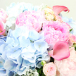 In this richly detailed close-up, the camera focuses entirely on a lavish bouquet of pastel blooms, creating the impression of leaning into a fragrant cloud of flowers freshly arranged by a skilled Epping florist. At its core, luxurious pink peonies unfurl in all their glory, with layer upon layer of ruffled petals that shift from a light, almost cotton-candy blush at the edges into a deeper, more romantic rose-pink towards the centres, suggesting both sweetness and depth of feeling. Surrounding and supporting them, rounded mounds of sky-blue hydrangea spread across the left and lower portions of the image, their countless tiny petals forming a soft, pillowy mass that cools and balances the composition like a breath of fresh air over Epping High Street after rain. Threaded through this softness are elegant, trumpet-shaped calla lilies in a stronger pink, shading towards fuchsia, their smooth, sculpted curves standing in sleek contrast to the peonies' frills. Nestled here and there are smaller blush garden roses and perhaps lisianthus, some tightly closed, others partially open, adding hints of promise and unfolding stories. Silvery-green foliage, likely eucalyptus or dusty miller, peeks out between the blooms, its muted tones grounding the arrangement and adding a subtly rustic, natural note reminiscent of the greenery at the edges of Epping Forest. The lighting is gentle and even, making the colours glow without harshness and allowing every petal's texture to be appreciated. Overall, the bouquet radiates joy, romance, and calm sophistication, perfectly suited to celebrate a new baby, mark an anniversary, or send soft congratulations to someone special in and around Epping with same-day flower delivery.