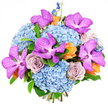 This photograph shows an exquisitely arranged bouquet set against a crisp white background, its colours glowing as though lit by gentle daylight filtering over the rooftops of Epping. At the base, plush clusters of sky-blue hydrangeas create a rounded, cloud-like foundation, their tiny overlapping petals giving an impression of softness and airiness, similar to morning haze over nearby Epping Forest. Rising from this cool blue bed are dramatic Vanda orchids, each bloom a vivid magenta-purple strewn with darker speckles, their smooth, substantial petals offering a sophisticated, exotic flair. Nestled close to the orchids are roses in delicate lavender-grey and muted mauve, opened wide to reveal spirals of velvety petals that suggest quiet romance and tenderness. Between them are smaller roses in peach and muted tangerine, their warm tones adding a welcoming glow, like late afternoon sunlight across Epping High Street. Slender spires of indigo-blue delphinium peek above the main body of the bouquet, introducing vertical rhythm and a sense of light movement, recalling flowering spikes in a well-kept local garden. Sprigs of fresh green foliage hold everything together, their leaves framing the blooms, adding depth and a natural rhythm without overshadowing the intricate interplay of colours. The whole composition feels dense yet harmonious, each flower carefully placed to create balance between cool and warm tones. It evokes the feeling of a celebratory gift-ideal for birthdays, new beginnings, or congratulations in the Epping area-where an experienced florist has crafted something both modern and deeply comforting.