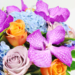 This image shows a decadent, close-up, overhead shot of a hand-crafted bouquet, photographed on a clean white background as if ready to be sent out for same-day delivery across Epping. At the heart of the arrangement, several exotic fuchsia Vanda orchids immediately command attention; their broad petals are richly coloured and traced with fine white lattice-like veins, creating a striking pattern that draws the eye from bloom to bloom. Surrounding and supporting these orchids is a generous bed of light blue hydrangeas, their countless miniature blossoms forming a soft, billowy cushion that evokes the gentle hues of an early evening sky over Epping Forest. Intertwined among this blue and magenta pairing are roses in two distinctive palettes. The first are vibrant orange roses, their centres tightly swirled and their outer petals curving outward in confident spirals that add warmth and dynamism. The second are roses in subtle lavender or dusty mauve, their softly layered petals lending a romantic, almost vintage charm that tempers the brighter tones. Fine sprigs of vivid green foliage peek out between the blooms, offering flashes of freshness and helping to frame the more dramatic flowers, like glimpses of garden greenery along the residential streets leading off Epping High Road. The flowers are arranged closely together, creating a dense, luxurious display that feels deliberately composed yet full of natural movement. Gentle lighting enhances the rich colours and varied textures, from the silky surface of the orchids to the pillowy hydrangeas and velvety roses. The overall impression is one of sophisticated celebration, ideal for marking special occasions, from birthdays to anniversaries, in homes and venues throughout Epping.