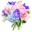 Photographed on a pure white background, this round, hand-tied bouquet glows with a romantic palette of pinks, blues, and violets, every bloom thoughtfully positioned for harmony and balance. Full, fluffy light pink peonies dominate the centre, their plentiful, ruffled petals layered into plush domes that evoke softness and affection, like the first peony flush in gardens along Epping's quiet residential streets. Around them, sky-blue hydrangeas form generous, rounded mounds, each composed of countless small petals that create a calm, cloud-like foundation for the design. Scattered throughout are striking Vanda orchids in a vivid violet-purple, their open, almost architectural blooms patterned with tiny speckles that lend a sense of luxury and modern flair. Winding gently through the arrangement, calla lilies in rosy pink and soft peach bring smooth, trumpet-shaped curves, their sleek texture reflecting the light and adding graceful movement. Nestled between the larger flowers, pale pink spray roses appear in small clusters, some still in bud, giving an impression of unfolding stories and quiet intimacy. Fresh dark green foliage anchors the colours, while soft, silvery-grey Dusty Miller leaves add a velvety, frosted touch at the edges, enhancing the bouquet's cool undertones. The stems are carefully gathered and tied, showing the handiwork of an experienced florist who understands proportion and flow. This bouquet feels ideal for marking anniversaries, engagements, or simply sending love across Epping, from homes near the High Street to those closer to Epping Forest, offering an elegant visual symphony of tenderness, joy, and refined beauty.