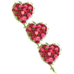 Set against a pure white background, three heart-shaped floral tributes drift in a diagonal line, as though gently cascading from one cherished memory to another. Each heart is completely carpeted with roses, tightly massed together in sumptuous shades of deep red and joyful pink, spanning from near-burgundy and rich crimson to lively fuchsia, coral tones, and soft blush. The petals appear velvety and full, some blooms opening wide to reveal their spiralled centres, while others remain partially closed, lending a natural rhythm and depth to the design. Around the edge of each heart, fresh green ivy creates a defined, leafy border, its stems curling outward and then threading gracefully across the empty white space to link the hearts in a continuous chain. The interplay of vivid colour and trailing greenery calls to mind the peaceful greens of Epping Forest and the quiet side streets off the High Road where families gather to say goodbye. Light seems to fall evenly across the arrangement, highlighting the contrast between the intense reds and softer pinks, while the ivy's cooler green tones bring balance and a sense of gentle calm. This triple heart design feels particularly suited to a funeral, cremation, or memorial service, where the aim is to convey deep love, remembrance, and gratitude rather than sombre finality. Each stem appears carefully angled, each cluster of roses thoughtfully placed, suggesting the considered work of a local florist attuned to the emotions of farewell. The overall impression is one of enduring, interwoven affection, expressed through roses and ivy instead of words.