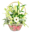 A natural wicker basket, woven in soft light brown tones, is photographed against a bright white background, overflowing with white and green flowers that radiate understated elegance. The basket's curved handle frames the top of the design, while at its base a red and white gingham ribbon is tied into a neat bow, adding a homely, country-style charm that feels very at home in Epping's village atmosphere. Inside, tall stems of Oriental-style lilies stretch upward, their buds a mix of creamy white and pale green; some are still tightly closed, others just beginning to peel back their petals, suggesting days of unfolding beauty. Interspersed among them are white Gerbera daisies with soft petals and contrasting deep centres, their open faces lending brightness and a sense of joyful celebration. Pale green and creamy lisianthus, with their frilled, layered petals, nestle between the larger blooms, offering a gentle, airy texture. A sleek white calla lily, elegantly funnel-shaped, adds a touch of contemporary sophistication to the more rustic elements. Smaller, spiky white and green chrysanthemum-like filler flowers are woven throughout, making the basket feel full and generous from rim to handle. A rich variety of foliage in different shades of green circles and spills over the edges: rounded eucalyptus leaves with a blue-green cast, variegated greenery with cream-edged veins, and deep, glossy leaves that anchor the lighter elements. The whole arrangement feels fresh and uplifting, ideal for an anniversary bouquet delivered to a home near Epping High Road, a comforting gesture to someone in Theydon Bois, or a stylish yet gentle centrepiece for a local office overlooking open fields.