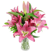 A generous, studio-styled bouquet of deep pink oriental lilies rises from a simple clear glass vase, set against a pristine white backdrop that makes every petal sing. The composition gathers a cluster of large, six-petalled blooms in rich fuchsia and rosy pink tones, each flower opening wide into a star-shaped face whose outer edges deepen to magenta while the centres pale to creamy, yellow-green throats. Prominent dark burgundy stamens dusted with fresh pollen punctuate the heart of each blossom, offering a striking contrast to the soft pinks. Between the open flowers a succession of elongated buds-some slender and palest pink, others flushed deep fuchsia with green tips-promise days of unfolding beauty, a detail that signals careful selection for longevity and staged bloom. Lush, lance-shaped leaves in deep verdant green and sturdy upright stems provide a cool, textural foil for the vibrancy of the petals, their waxy sheen catching the studio light. The clear vase reveals neatly cut green stems submerged in clean water, emphasising the bouquet's freshness and the florist's attention to care. Subtle sensory notes-wax-like petal textures, a heady, sweet lily perfume that seems almost tactile, and the visual rhythm of open flowers and closed buds-lend the arrangement both drama and calm. This elegant display conveys celebratory warmth and quiet sophistication at once, suitable for birthdays, Mother's Day, or simply brightening a home in Epping or nearby villages, where the colours will lift a room much like a bright patch of Epping Forest on a clear morning.