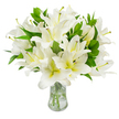 A generous bouquet of pristine white lilies fills the view, each trumpet-shaped bloom layered with broad, satiny petals that curl outward in gentle, graceful waves. The petals are a luminous, uncompromising white, with a whisper of creamy yellow-green that deepens toward each flower's throat, lending a soft warmth beneath the bright surface. From the centre of many blossoms rise long, slender stamens with pale greenish-yellow filaments topped by earthy brown anthers that offer delicate contrast against the white petals. Glossy, lance-shaped leaves in a deep verdant green are woven throughout the mass of flowers, their cool, smooth texture and pointed tips creating a lively frame and a sense of abundant fullness. The stems sit in a classic clear glass vase with a gently flaring neck and visible clear water that catches the light; through that transparent column the pale green stems descend into the basin, underscoring the bouquet's freshness. The lighting is even and soft, the pristine white backdrop sharpening every petal edge and revealing small details of pollen-dusted anthers and subtle petal veining. The overall impression is one of quiet refinement and calm - a floral composition that evokes purity, peace, and understated dignity. As a local florist I picture this arrangement placed in a light-filled Epping parlor after a walk through Epping Forest, the subtle lily perfume lingering like a comforting memory. This bouquet's serene palette and sculptural blooms make it suitable for moments of reflection, elegant home styling, or thoughtful condolence flowers delivered within the Epping area.