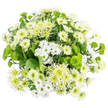 Captured from above, this bouquet presents a harmonious circle of white and green chrysanthemums, its tightly clustered blooms forming a lush, almost cloud-like dome against a flawless white backdrop. The whites range from dainty daisy-style spray chrysanthemums-each with precise, narrow petals fanning out around a green-yellow centre-through to classic, full-headed mums whose layers of petals create a plush, cushiony surface. Adding an airy, slightly whimsical note, some chrysanthemums show longer, delicate, almost spidery white petals, splaying outwards to soften the outline of the bouquet. Interwoven among these are striking green chrysanthemums in two distinct personalities: small, spherical button or Santini blooms in a vivid chartreuse hue, and larger, lime-toned spider chrysanthemums whose slim, fringed petals twist and curl from pale green hearts. Deep green foliage cradles the flowers from beneath, its broad leaves peeking through here and there, giving the composition structure and a sense of organic abundance. The colour contrast is clear yet gentle, evoking cool breezes, fresh linens, and the feeling of stepping into a quiet Epping garden after a spring shower. The lighting is bright but soft, without harsh shadows, highlighting the natural textures-the silken white petals, the slightly rough, domed green buttons, the velvety leaves. This bouquet feels perfect for marking new beginnings, extending a peaceful get-well wish, or offering a subtle expression of sympathy in homes and offices around Epping. It has the calm, restorative character that a local florist might suggest for brightening a hallway, a bedside table, or a small dining space overlooking the tree-lined streets near Epping Forest.
