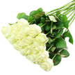 A lush, hand-tied style bouquet of white roses stretches diagonally across a crisp white background, as though it has just been laid down on the cool surface of an Epping florist's design table. The roses themselves form a generous, almost cascading cluster from the lower left to the centre of the image, around two dozen heads nestled closely together so that their petals overlap like soft silk. The blooms are in varying stages from tight bud to partially open, revealing the graceful spiral at each centre while still looking immaculate and composed. Their colour is a pure, creamy white with a hint of ivory in the depths, and at the outer edges a breath of pale green suggests how freshly these stems have been cut and conditioned. From this dense cushion of blooms, the stems sweep out towards the upper right, long and straight, creating a sense of structure and direction. They are wrapped in rich, dark green foliage, the leaves broad and healthy, some edged with a delicate red tone, reminiscent of the rose bushes you might see in front gardens on the roads around Epping Station. The bright, even lighting reveals every fine detail-the veins in the leaves, the satin sheen of each petal-without casting strong shadows, giving the entire arrangement a serene, almost weightless presence. This is a bouquet that feels quiet, pure, and deeply heartfelt, perfect for a white wedding at a local church, a respectful sympathy tribute delivered to a family in Epping, or a simple, sincere gesture of love and remembrance sent from someone far away.